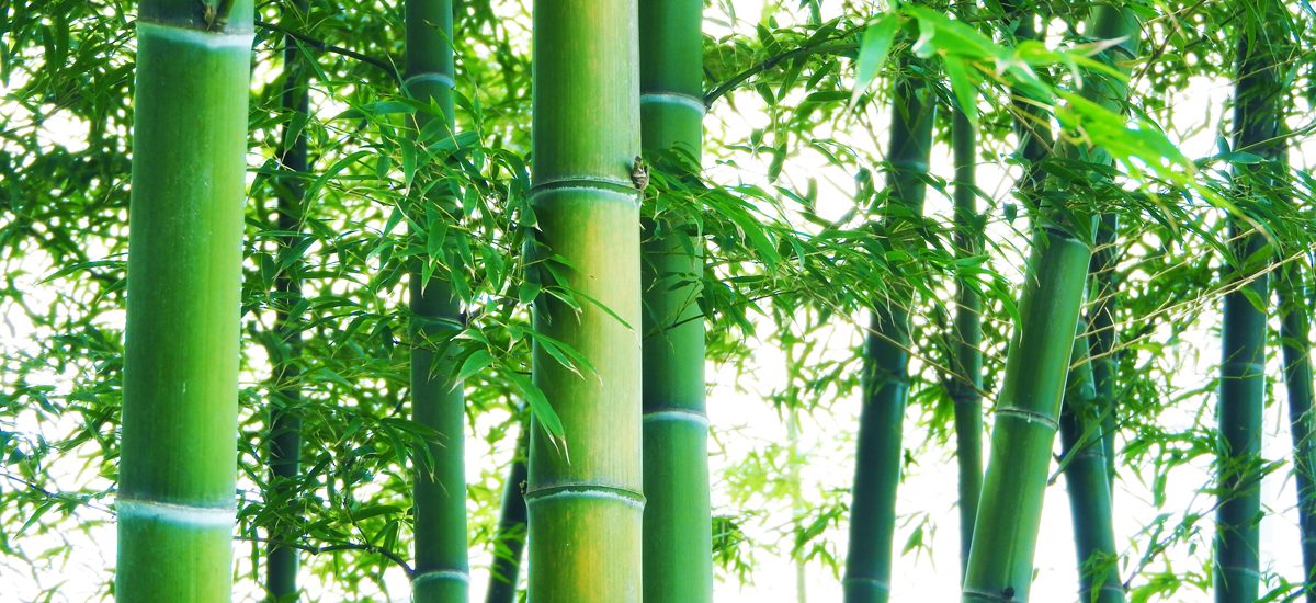 Bamboo Vietnam Kitchen